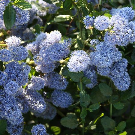 バスティーア・ウンブラ Rosa Di Assisi Bed & Breakfast エクステリア 写真